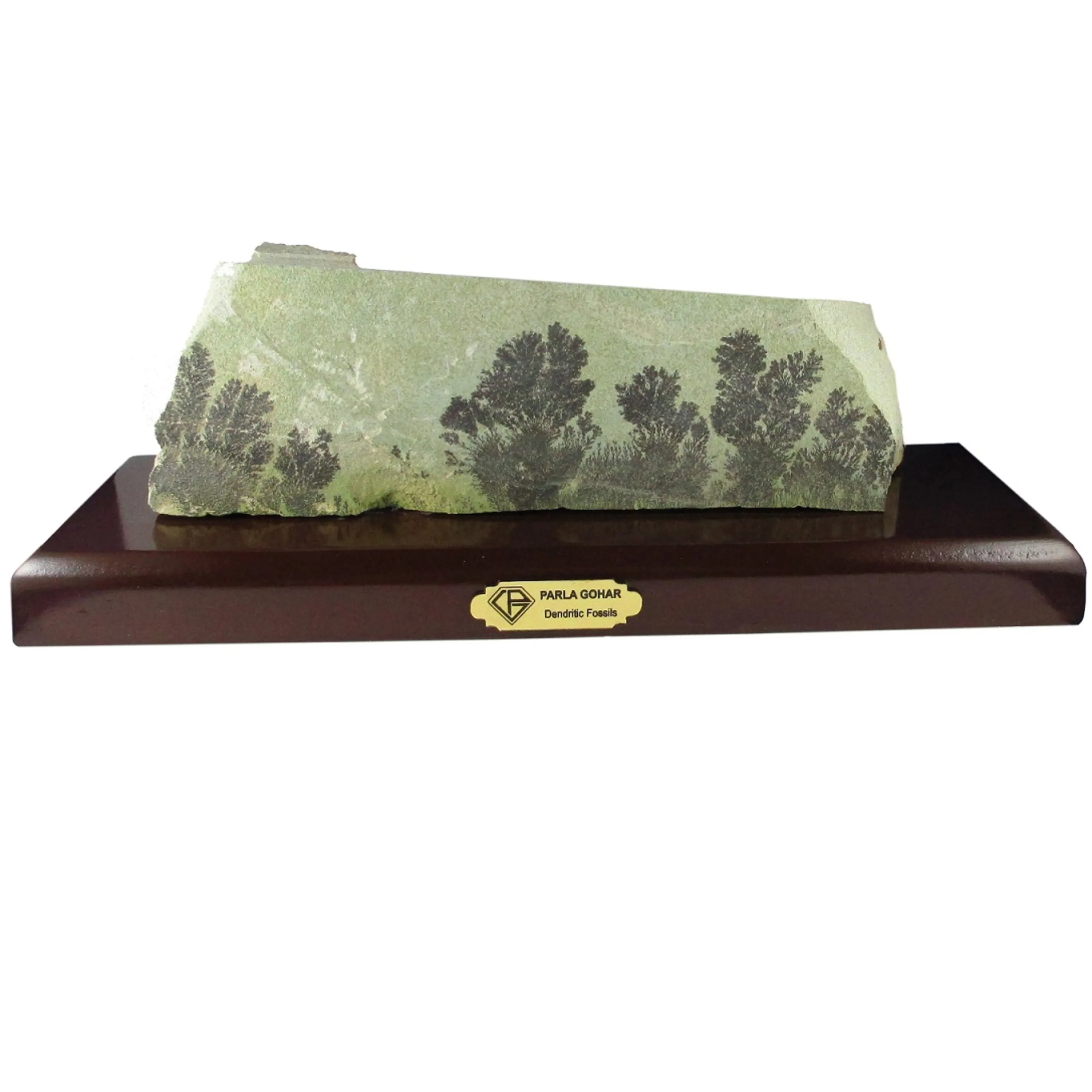 سنگ راف شجر فسیلی